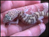 WILD Western Banded Gecko (Coleonyx variegatus)