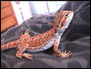 Mojave My BLOOD RED BEARDIE!!