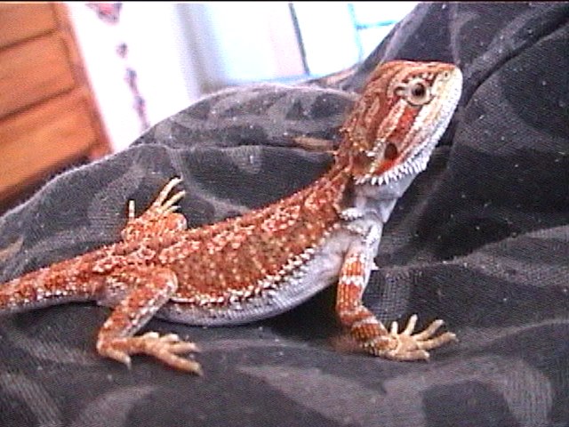 Mojave My BLOOD RED BEARDIE!!