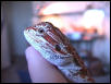 Another CLOSE up pic of MOJAVE MY Blood RED Beardie!!!~