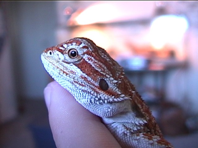 Another CLOSE up pic of MOJAVE MY Blood RED Beardie!!!~