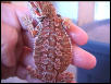 Once Again MOJAVE the Screaming BLOOD RED DRAGON!!~:)