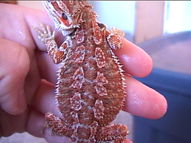 Once Again MOJAVE the Screaming BLOOD RED DRAGON!!~:)
