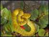 A. squamiger female