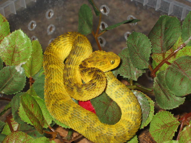A. squamiger female