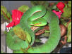 T. gumprechti male