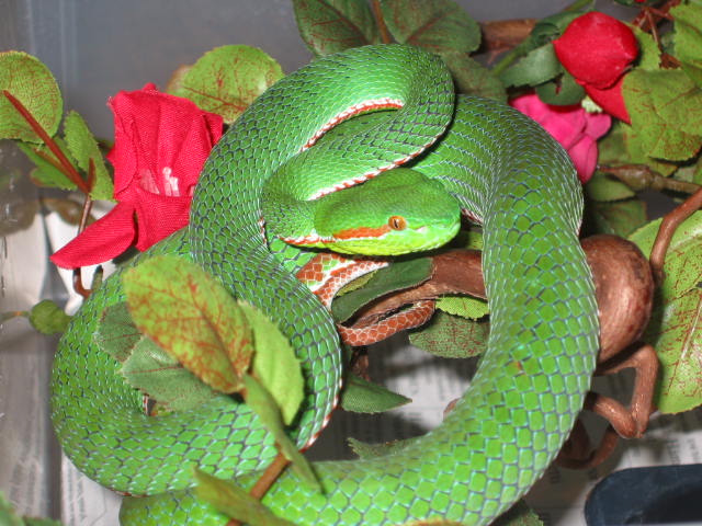T. gumprechti male
