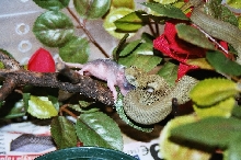 A. ceratophorus