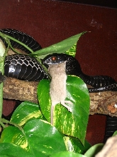D. typus