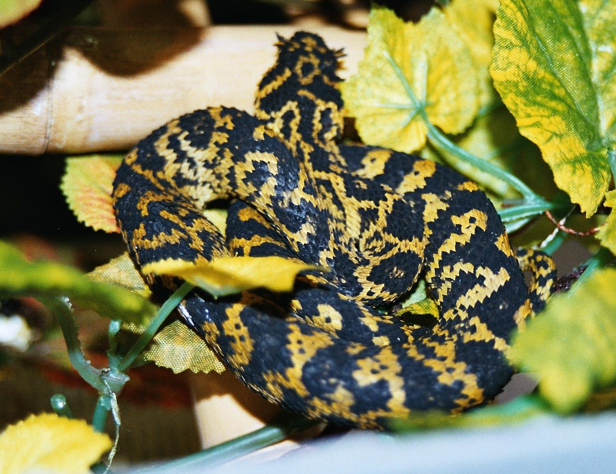 A. ceratophorus
