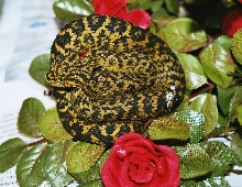 A. ceratophorus