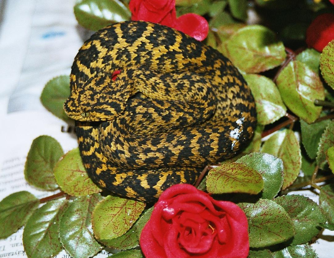 A. ceratophorus
