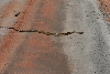 Bahia snake 2