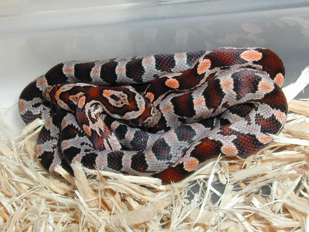Classic corn clutch