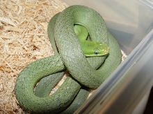 Elaphe prasina