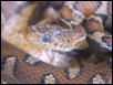 E. f. flavirufa