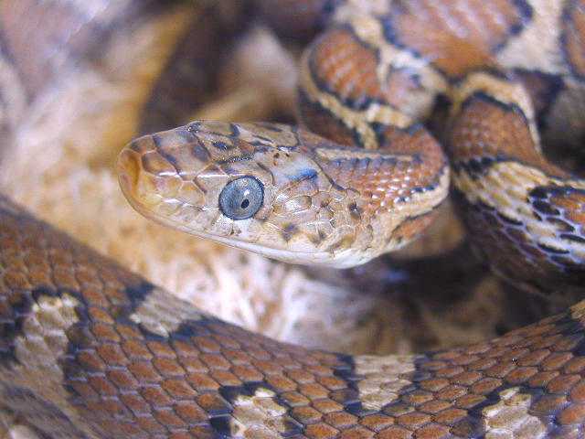E. f. flavirufa