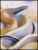 E. t. ridleyi