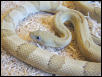 Blonde Trans Pecos rat