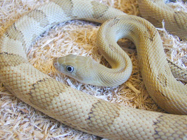 Blonde Trans Pecos rat