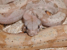 Hog Island Boa