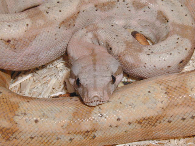 Hog Island Boa