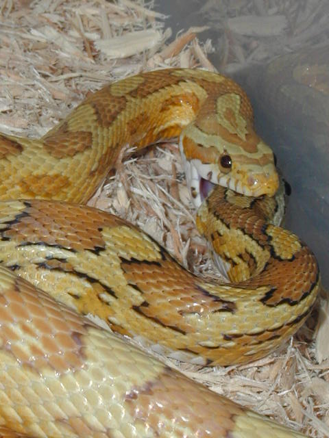 Amber & Caramel