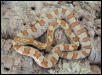 Amber Male 01
