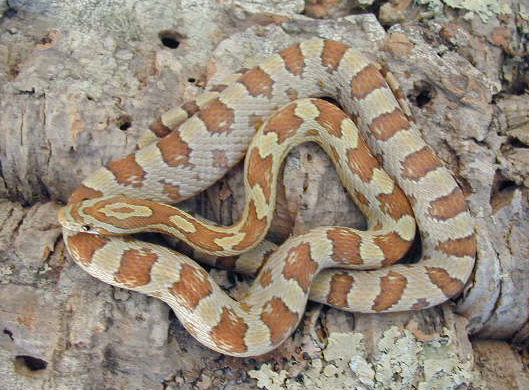 Amber Male 01