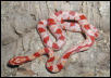 Amel corn hatchling