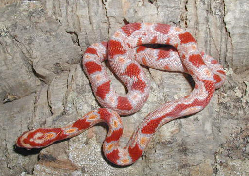 Amel corn hatchling