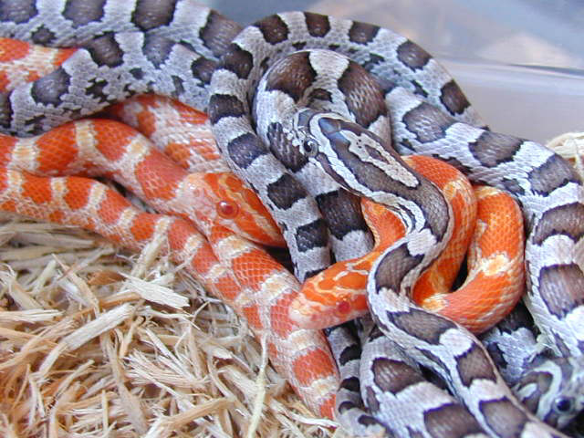 Anery and Creamsicle Corns