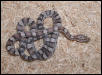 Anery corn hatchling