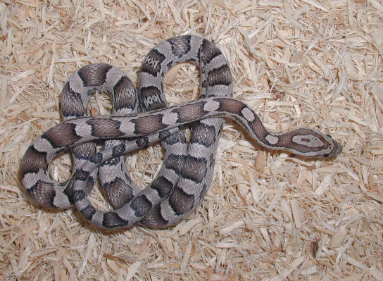 Anery corn hatchling