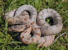 Male bairdi yearling
