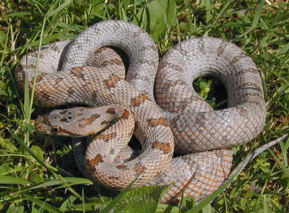 Male bairdi yearling