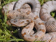 Male bairdi yearling