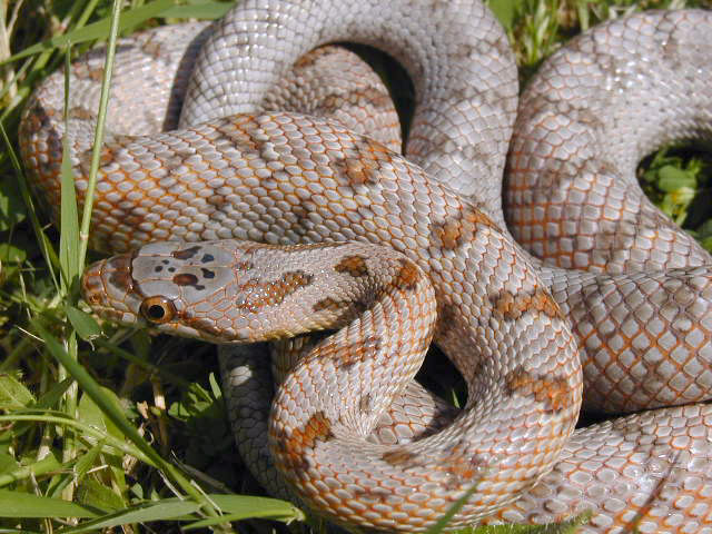 Male bairdi yearling