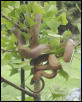 Baja rat snake