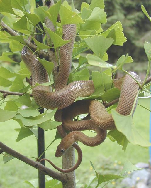 Baja rat snake
