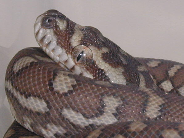 Centralian Python