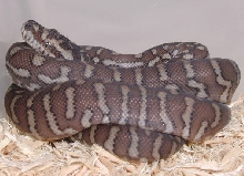 Centralian Python