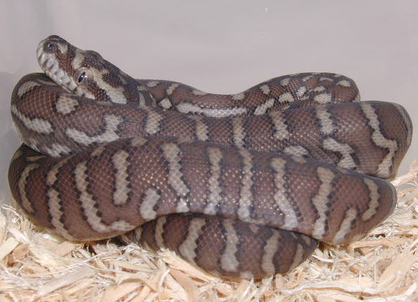 Centralian Python