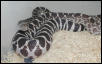 Axanthic bull snake