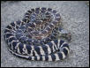 Axanthic bull snake