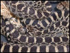 axanthic bull hatchlings