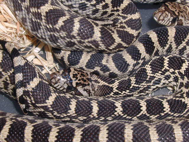 axanthic bull hatchlings