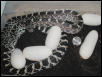 Axanthic bull snake