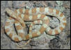 Butter male 01