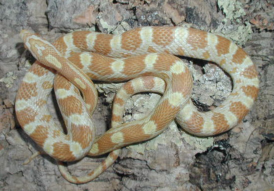 Butter male 01